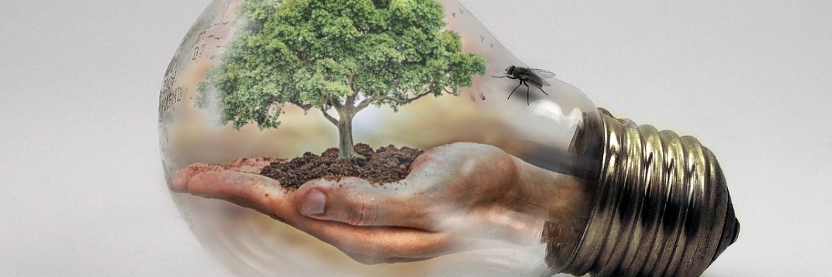 In einer Hand stehender Baum umgeben von einer Glühbirne