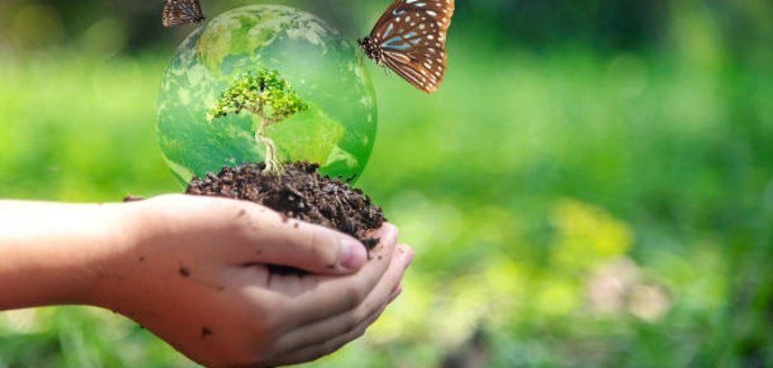Kinderhände halten einen Baumsetzling mit Erde vor einer Blumenwiese
