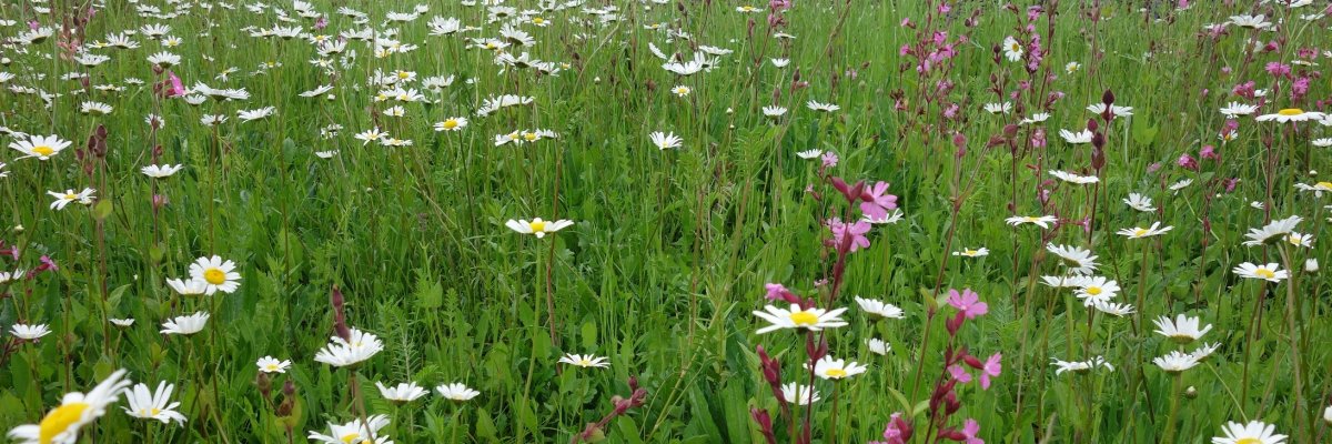 bunte Streublumenwiese