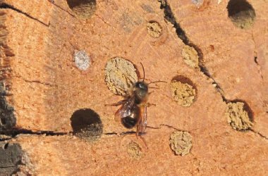 Wildbiene auf einen Totholzbaumstamm
