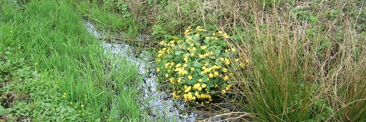 Bach mit Uferbepflanzung